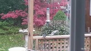 Timelapse of bird feeder