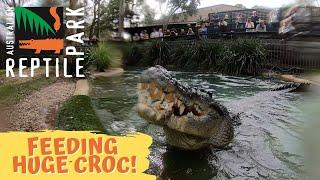 FEEDING GIANT SALTWATER CROCODILE | The Australian Reptile Park