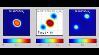 Complete sorting of cell populations through differential adhesion