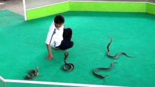 Terrible Snake show Thailand, Cobra Show