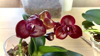 купил орхидеи без корней / необычное цветение орхидей Хаур Джих Фэнси