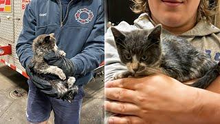 Stray Kitten Snuck Into a Fire Truck To Adopt a Man Working There