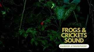 Frog & Crickets sound   Calming Nature Night Sounds & Sights for Sleep & Relaxation