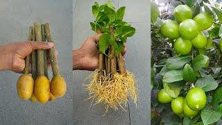 How to propagate lemon tree from cuttings with potatoes