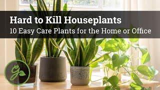 Hard to Kill Houseplants - Top 10 Easy Care Plants for the Home or Office