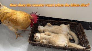 The rooster suspected that the kitten was dead, and he was very sad!Funny and lovely cat and rooster