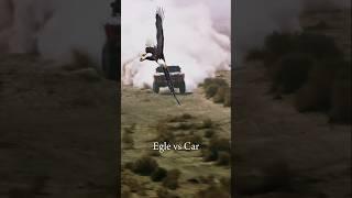 Eagle vs Car #eagle #shorts #eaglevscar #fastest #faster #respect #video #eagles #sigmabts1