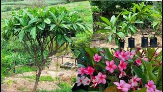 cómo propagar el árbol plumeria con fácilidad | propaga el árbol flor de mayo mediante esqueje.