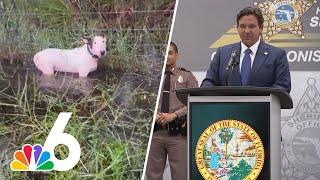 DeSantis announces owner of dog chained to post during Milton facing felony charges