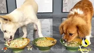 Stop Feeding Your Puppy The Wrong Food   Petify TV Dogs Series 55  Puppies Food Review #Puppy