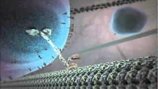 The Inner Life of the Cell Animation