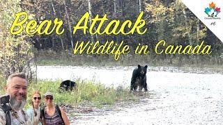 BEAR ATTACK WILDLIFE #canada4seasons #canada #wildlife #bear #moose #travel #quebec #drive #roadtrip