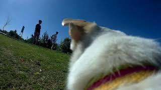 Punto de Vista de un Perro en la Plaza - Área X - Avellaneda