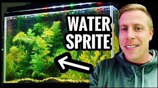Water Sprite Aquarium Plant Care