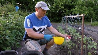 Сажаем томаты в открытый грунт- попробуйте посадить так же!!!