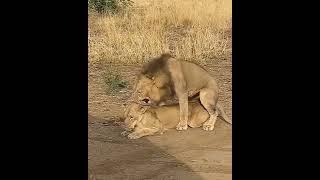 Lion sex - Male lion and female lion 