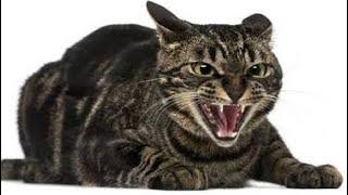 Cat Sounds Angry | Cat Noises | Cat Sounds To Scare Mice And Dogs | Cat Meowing