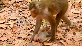 Very sad baby monkey Lily so miserable with mom Libby mistreating her everyday