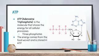 Biology: Video 4-1: Cellular Energy