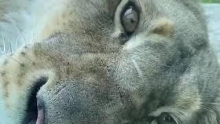 Lion takes afternoon nap as Cincinnati Zoo prepares to reopen after months of lockdown | ABC News