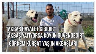 AKBAŞ KÖPEKLERİ BEKÇİ KÖPEĞİMİDİR? KOYUN KÖPEĞİMİ?