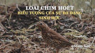 Nhật ký Muôn loài. Loài chim Hoét (hay chim chim Hét): biểu tượng của sự đa dạng sinh học