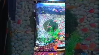 ASMR Fish | Fish aquarium | #relaxingmusic #relaxing #shorts #youtubeshorts | upendra Kumar official