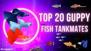 Top 20 Guppy Fish Tankmates | Best Tankmates for Guppy Fish | Guppy Tankmates | Proud Hobbyist