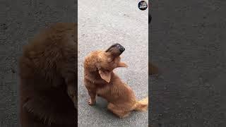 Sleepy Dog... || nepali funny reels #comedynepal #funnyshorts #comedyshorts