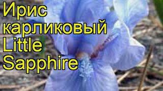 Ирис карликовый Маленький Сапфир. Краткий обзор, описание характеристик iris pumila Little Sapphire