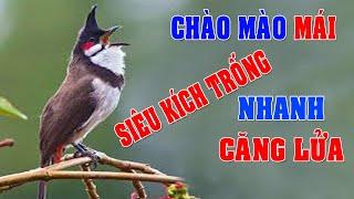 CHÀO MÀO MÁI KÍCH TRỐNG CĂNG LỬA  - CÁCH KÍCH LỬA CHÀO MÀO SỔ BỌNG HÓT CHÉ #chàomàohót