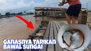 GANASNYA TARIKAN IKAN PIRANHA , BAWAL BORNEO,  SUNGAI KAHAYAN