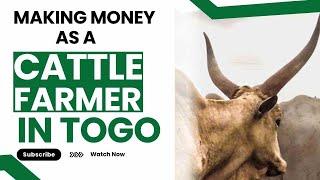 Cattle Farming in Togo - Make $25,000 - $30,000 per year