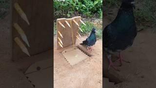 Unique Bird Trap Technique # Pigeon Trap#shorts