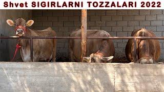 1-tonnalik SHVET VA SIMMENTAL SIGIRLAR SOTILADI ️ +998 91-664-20-20