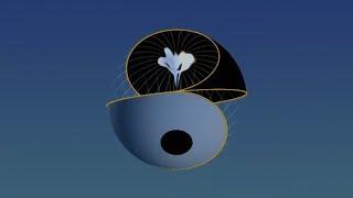 Yin Yang mapped onto Torus