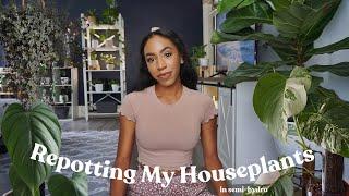 Repotting My Houseplants In Semi-Hydro | Philodendron Colombia, Pilea Glauca, Monstera Albo, Etc 