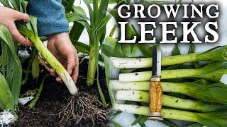 How To Grow Leeks | Easy Method for BIG Harvests