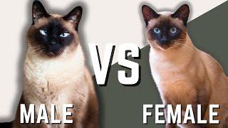 Male Siamese vs Female Siamese Cat