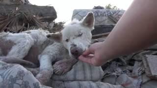 БРОШЕННЫЕ животные ДО и ПОСЛЕ спасения /animal rescues