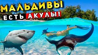 Акулы на Мальдивах - ОПАСНЫЙ отдых! Подводный Мир на Мальдивах лучше, чем Египет