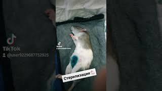 Стерилизация крыске