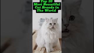 Top 10 Most Beautiful Cat Breeds in The World #youtube #youtubeshorts #shortvideos