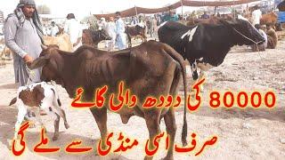 Low price Cow Mandi in pakistan