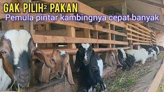 Di Kasih Rejeki Banyak. Ternak Kambing Agar Cepat Banyak Dan Gak Pilih Pilih Pakan