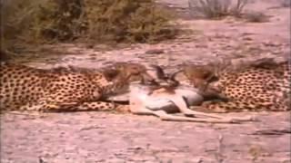 Bushmen Have No Fear As They Run Up On two Cheetahs  Steal Their Food! Cheetahs Back Down