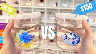 Cheap Vs Expensive BETTA FISH