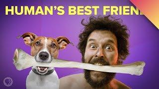 How Dogs Became Our Best Friends (ft. MinuteEarth!)