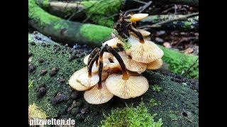 Winterpilz: Samtfußrübling, Enoki, Winterrübling, Flammulina velutipes, Collybia velutipes