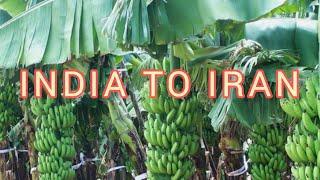 ||BANANA EXPORT MAHARASTRA TO IRAN|| SOLAPUR TO IRAN EXPORTING FULL PROCESS ||